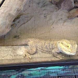 Bearded Dragon at Tropical World - 02/10/2013