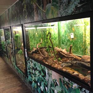 Red-Tailed Boa Exhibit at Tropical World - 02/10/2013