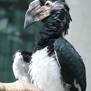 trumpeter hornbill (Bycanistes bucinator)