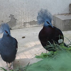 crowned pigeons