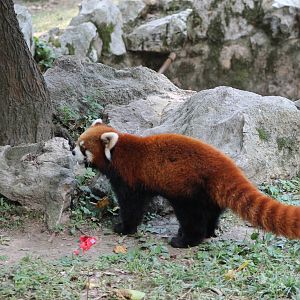 red panda (Ailurus fulgens)