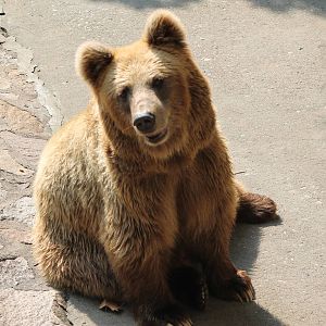 Himalayan brown bear (Ursus arctos isabellinus)