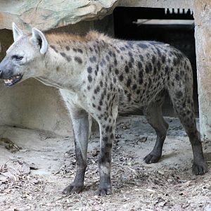 spotted hyaena (Crocuta crocuta)