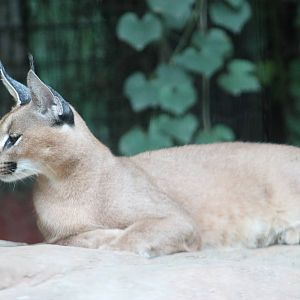caracal (Caracal caracal)