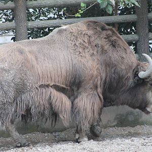 Bull yak