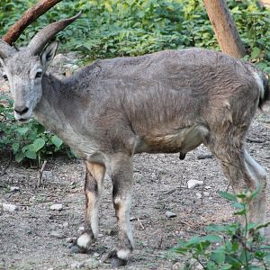 blue sheep (Pseudois nayaur)
