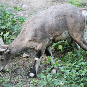 blue sheep (Pseudois nayaur)