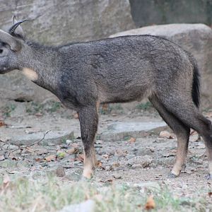 Chinese goral (Naemorhedus griseus)