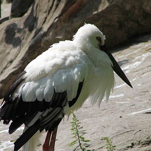 Oriental white stork (Ciconia boyciana)