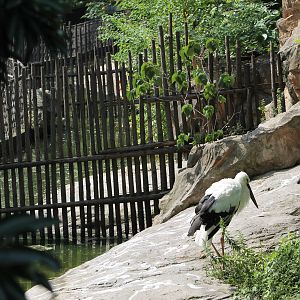 Oriental white stork (Ciconia boyciana)