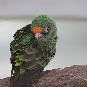 Jardines parrot (Poicephalus gulielmi)