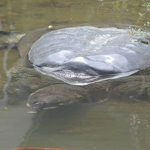 Yangtze softshell turtle (Rafetus swinhoei)