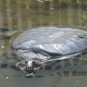 Yangtze softshell turtle (Rafetus swinhoei)