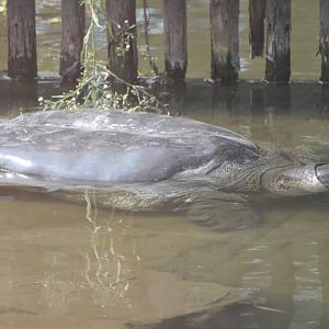Yangtze softshell turtle (Rafetus swinhoei)