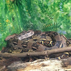 Red-tailed Boa at Tropical World - 02/10/2013