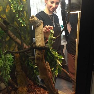 Keepers Feeding Veiled Chameleon at Tropical World - 02/10/2013