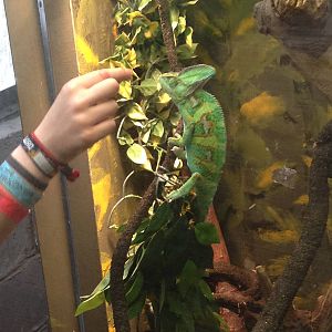 Keepers Feeding Veiled Chameleon at Tropical World - 02/10/2013