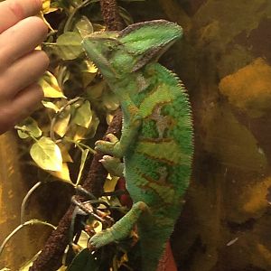 Veiled Chameleon at Tropical World - 02/10/2013