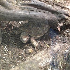 Pancake Tortoise at Tropical World - 02/10/2013