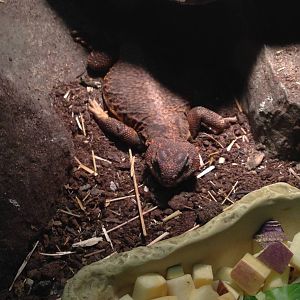 Saharan Spiny-tailed Lizard at Tropical World - 02/10/2013