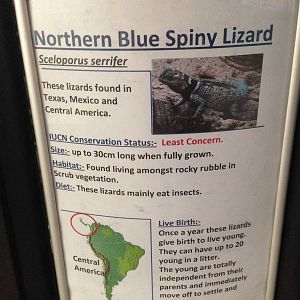Northern Blue Spiny Lizard Signage at Tropical World - 02/10/2013