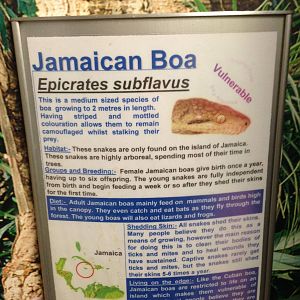 Jamaican Boa Signage at Tropical World - 02/10/2013
