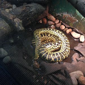 Yellow Anaconda at Tropical World - 02/10/2013