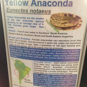 Yellow Anaconda Signage at Tropical World - 02/10/2013
