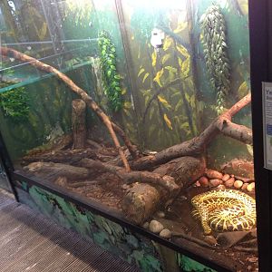 Yellow Anaconda Exhibit at Tropical World - 02/10/2013