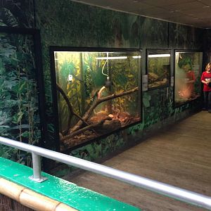 Reptile Displays at Tropical World - 02/10/2013