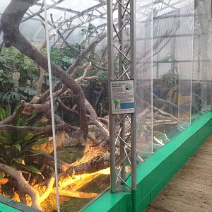 Iguana Exhibit at Tropical World - 02/10/2013