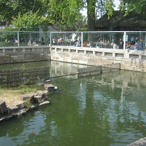 pool for Yangtze softshell turtle (Rafetus swinhoei)