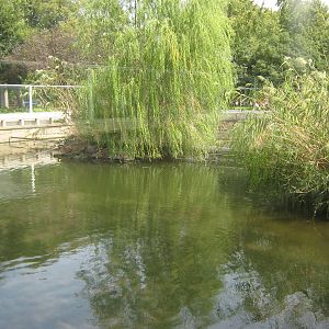 pool for Yangtze softshell turtle (Rafetus swinhoei)