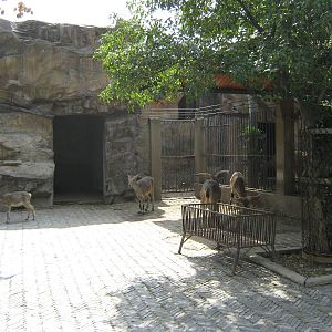 blue sheep (Pseudois nayaur) pen