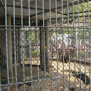 sun bear (Helarctos malayanus) cage