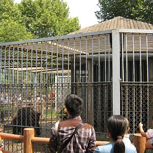 brown bear (Ursus arctos) cage