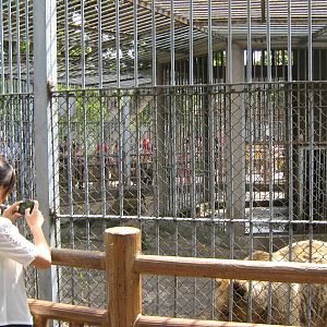 brown bear (Ursus arctos) cage