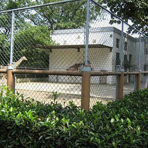giraffe enclosure