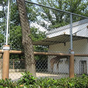 giraffe enclosure