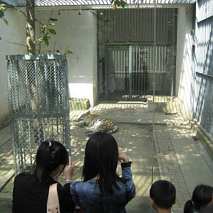 South China tiger. Asleep.