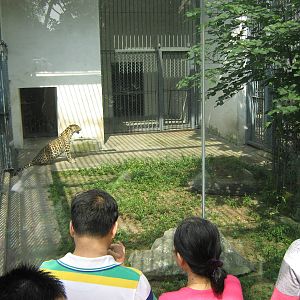 leopard (Panthera pardus)