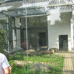 leopard (Panthera pardus)