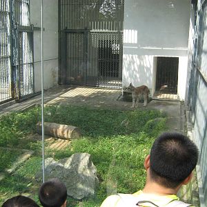 Eurasian lynx (Lynx lynx)