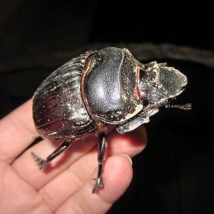 Big Beetle