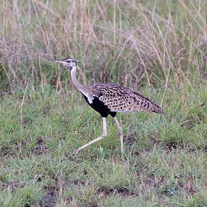 Black-bellied Bustard
