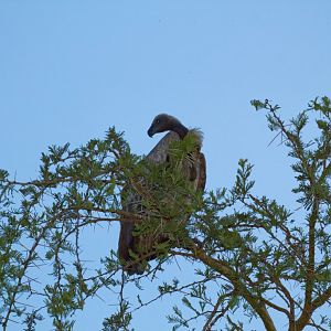 White-backed Vulture