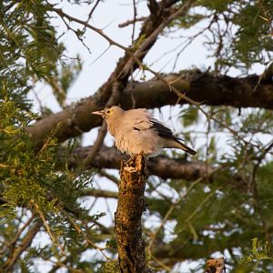 Wattled Starling