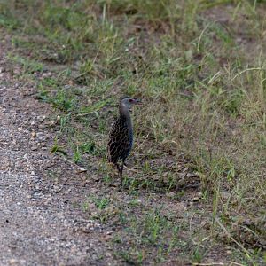 African Crake