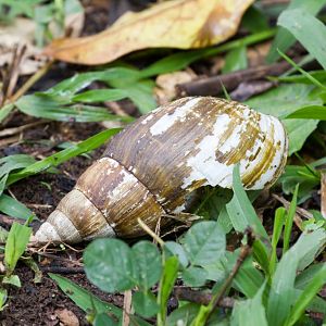 Giant African Snail shell