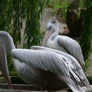 Pink-backed Pelican at Flamingo Land, 21/09/13